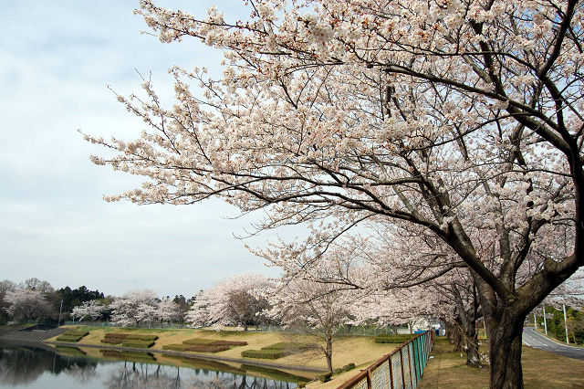 蜂の巣公園調整池桜