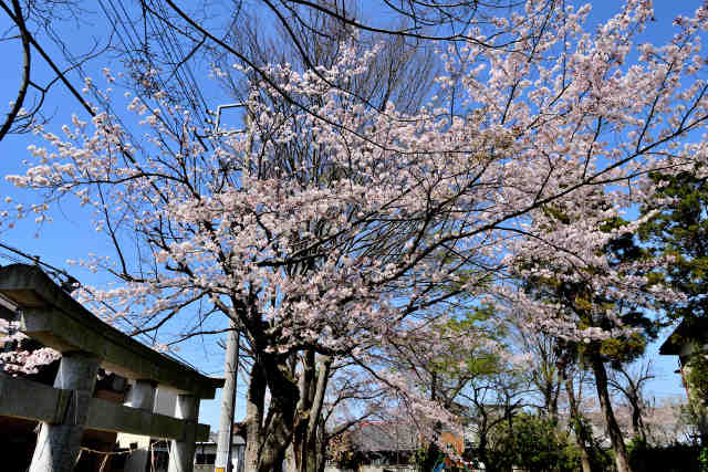 八龍神社桜