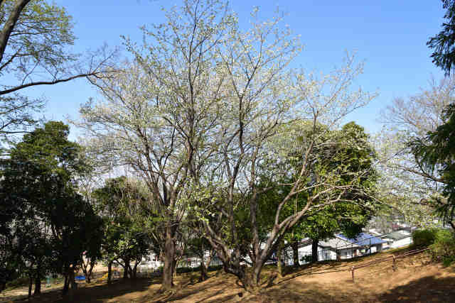 uԌ