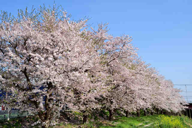 花室川桜並木