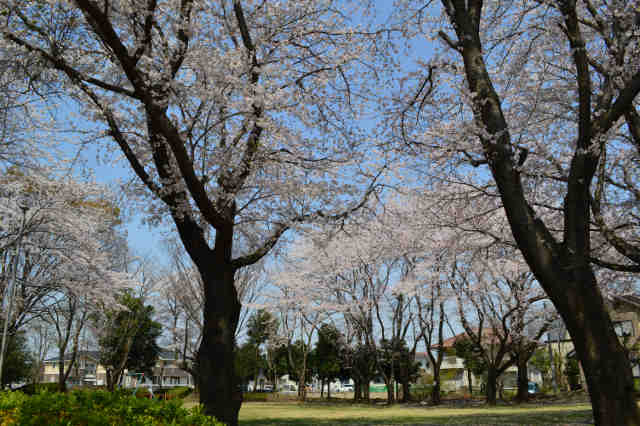 羽成児童公園桜