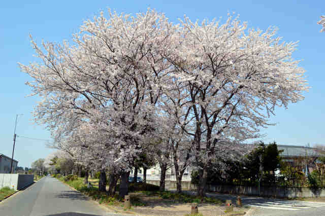 羽成緑地桜