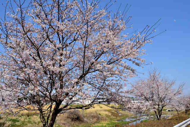 蓮沼川第１調節池桜