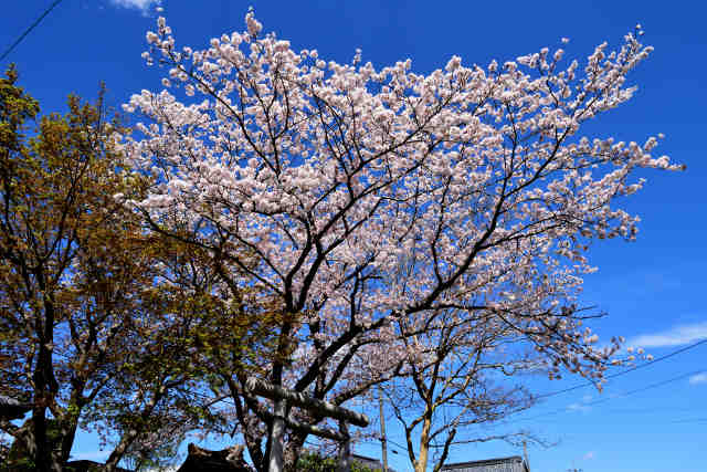 田中日枝神社桜