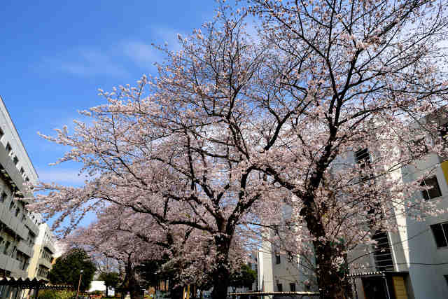 平砂学生宿舎桜