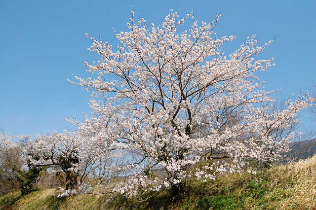 燧ケ池桜
