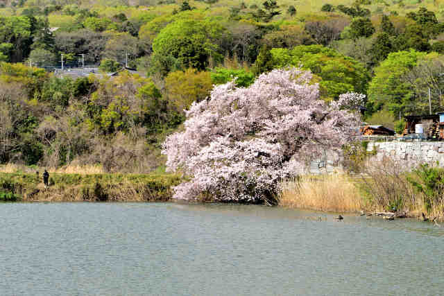 燧ケ池畔桜