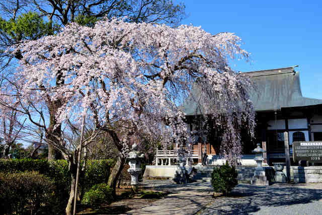 法伝寺桜