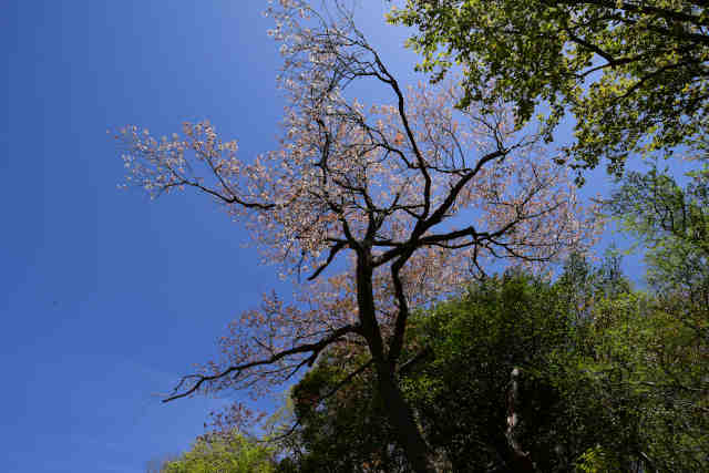 ��⸎R����Ԑ_�Ѝ�