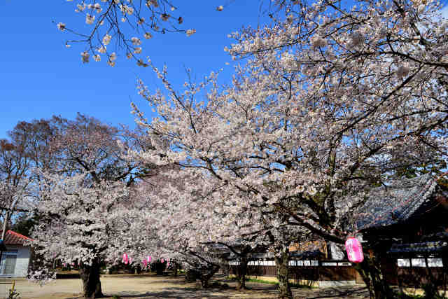 洞下八幡神社桜
