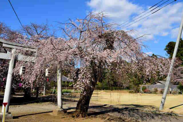 洞下八幡神社枝垂桜