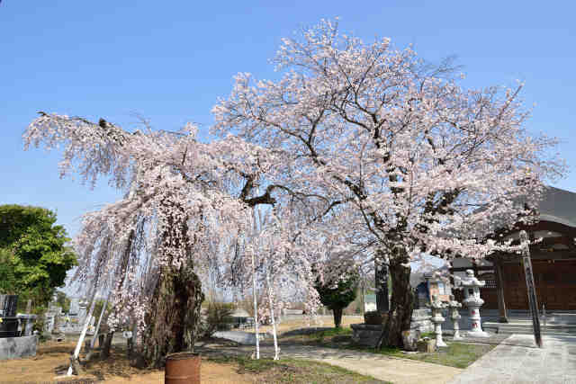 一乗院桜