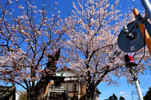 今鹿島愛宕神社桜