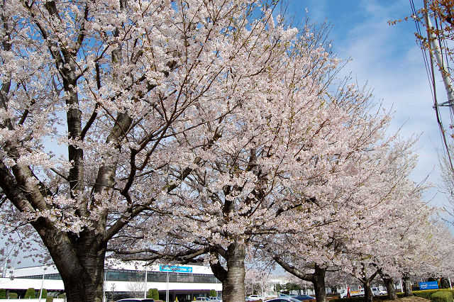 インテル桜並木