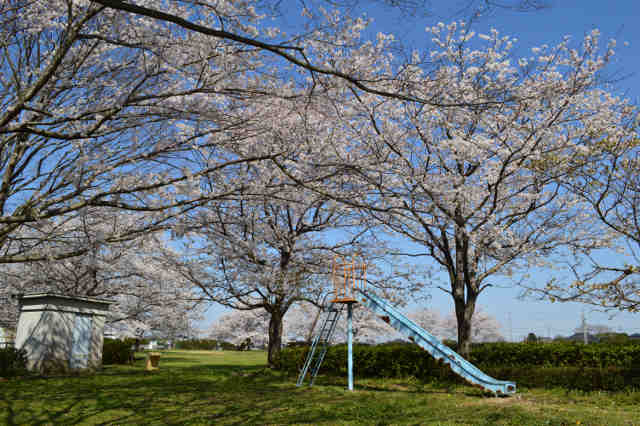 皆畑公園桜