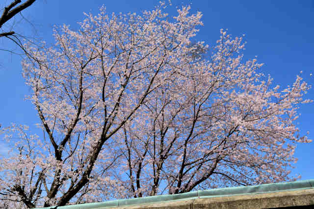 かくれんぼ公園桜