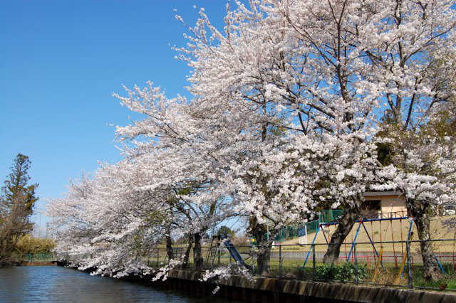 鎌倉池の桜