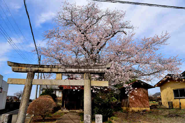 竃本神社桜