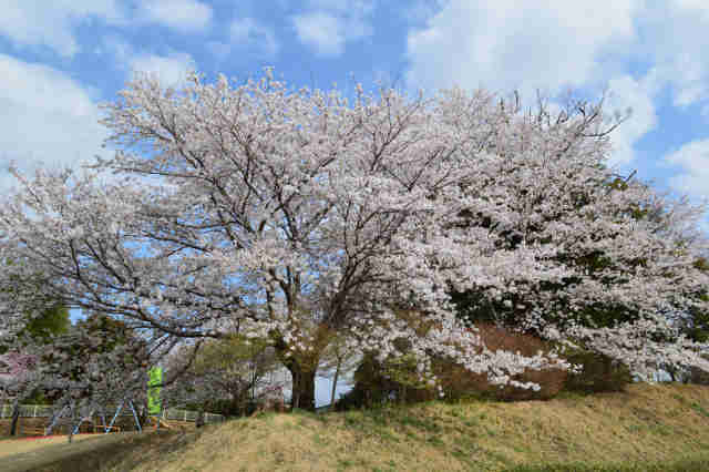 上郷八幡神社桜