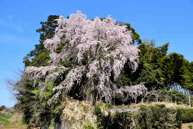 �㋽�K�}����