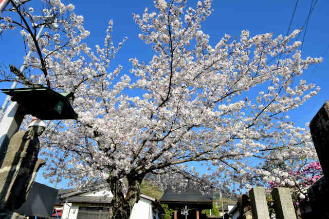 ��哇���󑠓���