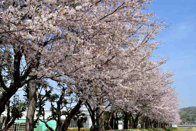 上大島工業団地桜