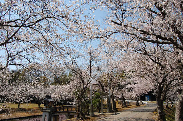 笠根池の桜