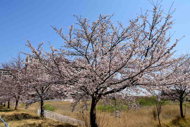 葛城川調節池桜