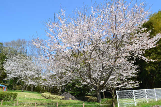 川口公園の桜