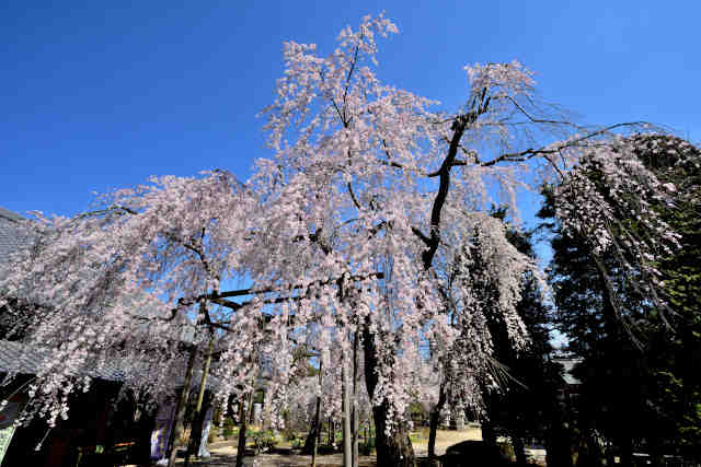 慶龍寺の枝垂桜