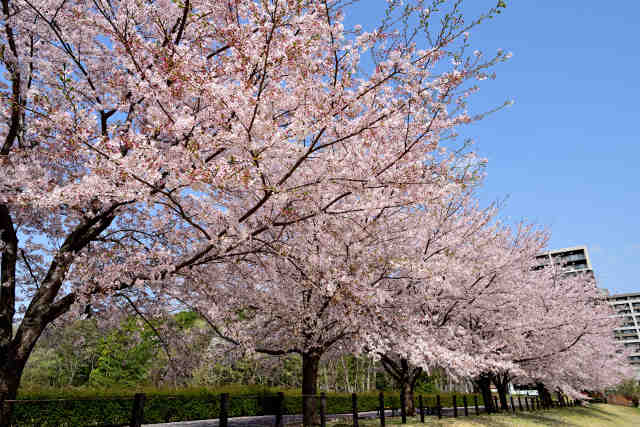 研究学園駅前公園桜並木