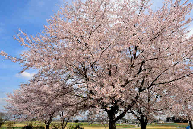 木俣赤祇神社桜