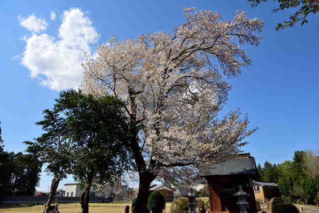木俣赤祇神社山桜