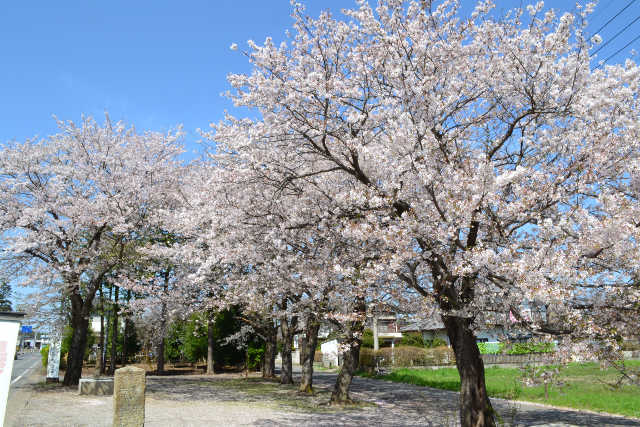 高野の三叉路桜