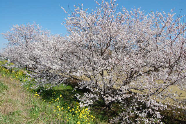 小貝川スポーツ公園の桜