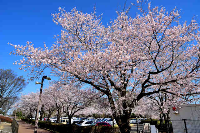 茎崎運動公園入口桜