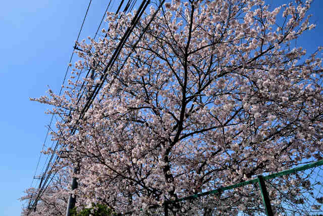 栗原小学校桜並木