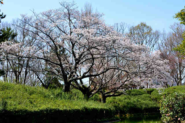 松見公園桜