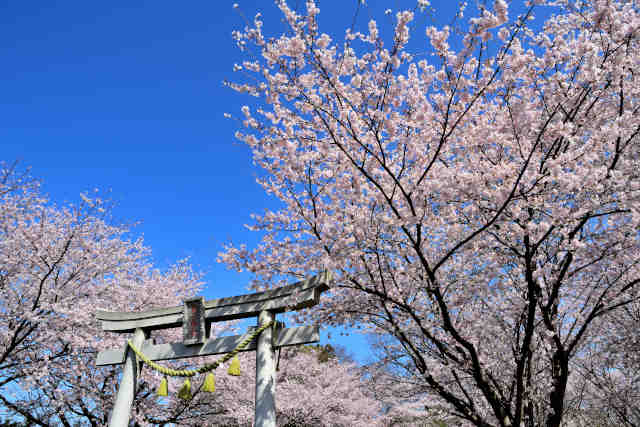 水堀面足神社桜