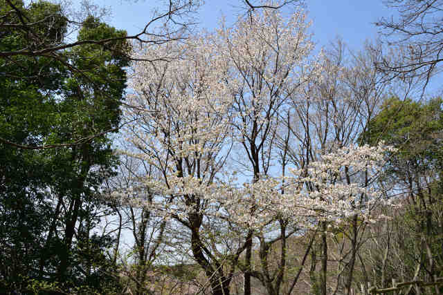四季の道桜