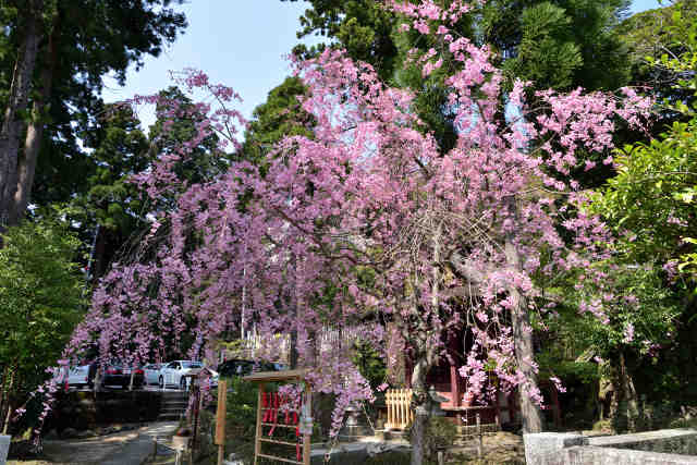 筑波山神社厳島桜