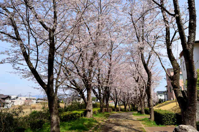並木遊歩道の桜