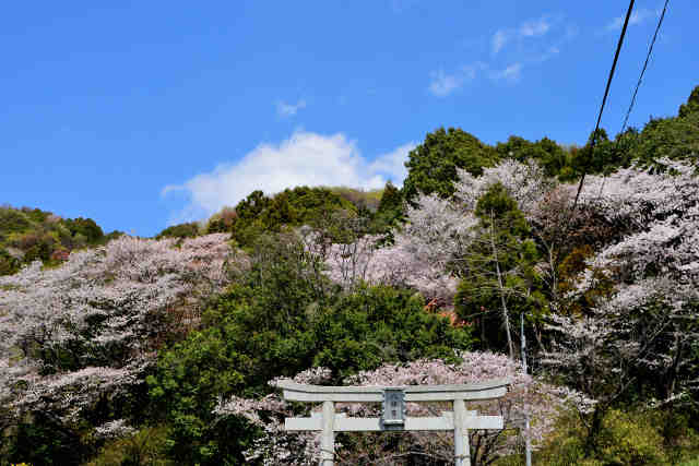 小田八幡神社桜