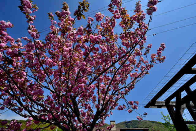 ��⸎R���c�x�e����