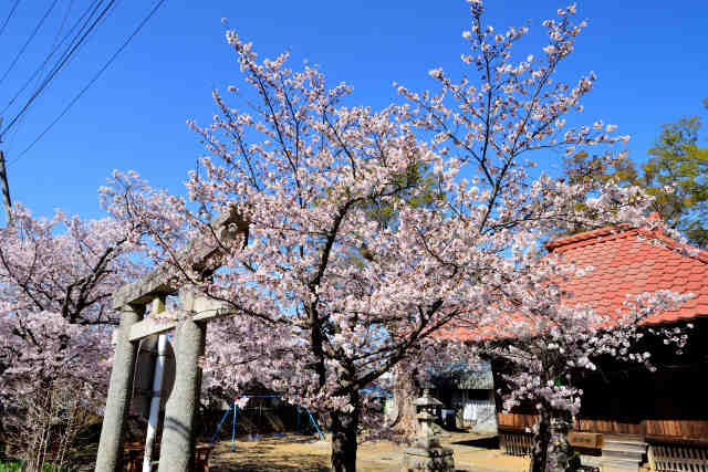小田八坂神社桜