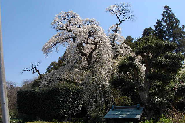 面野井の枝垂桜