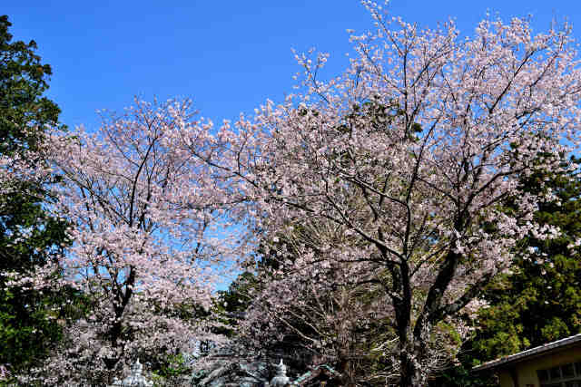 小野崎八坂神社桜