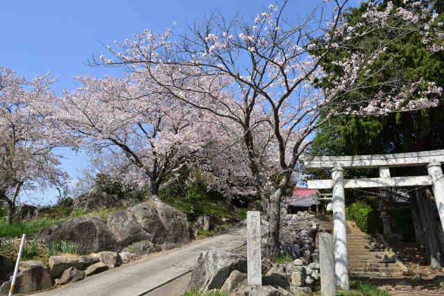 大形鹿島神社桜