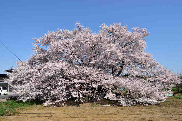 大穂桜