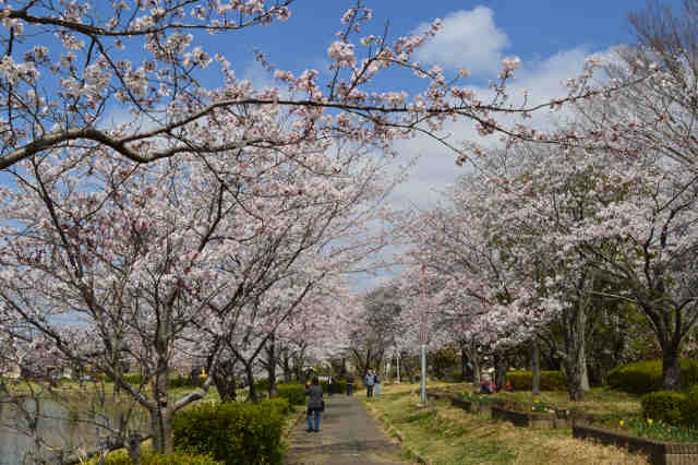 大池遊歩道の桜
